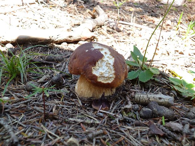 hríb smrekový Boletus edulis Bull.