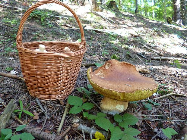 hríb smrekový Boletus edulis Bull.