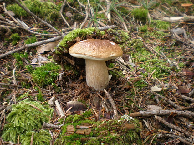 hríb smrekový Boletus edulis Bull.