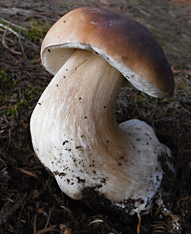 hríb smrekový Boletus edulis Bull.