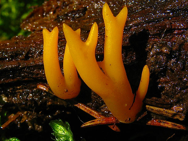 parôžkovec Calocera sp.