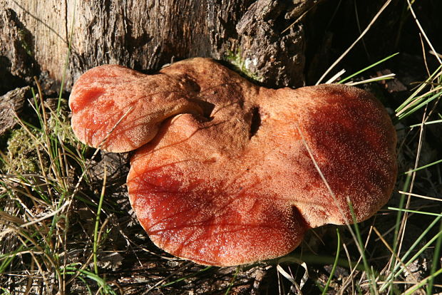 pečeňovec dubový Fistulina hepatica (Schaeff.) With.