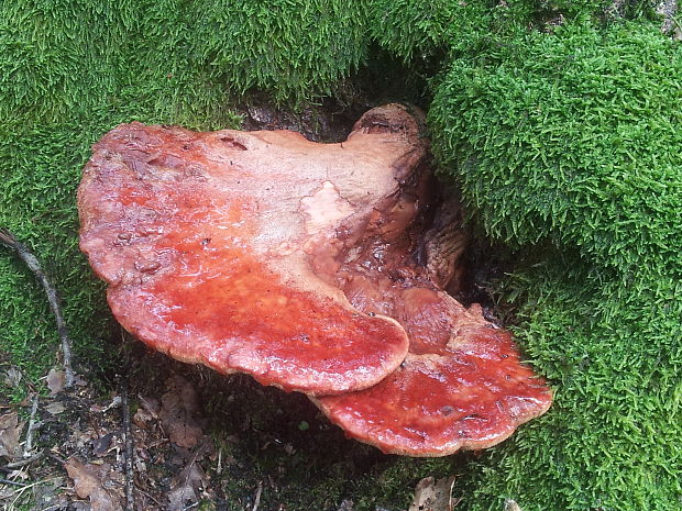 pečeňovec dubový Fistulina hepatica (Schaeff.) With.