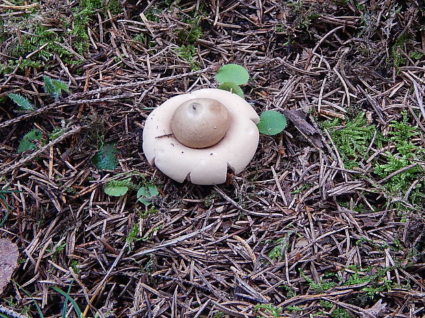 hviezdovka strapkatá Geastrum fimbriatum Fr.