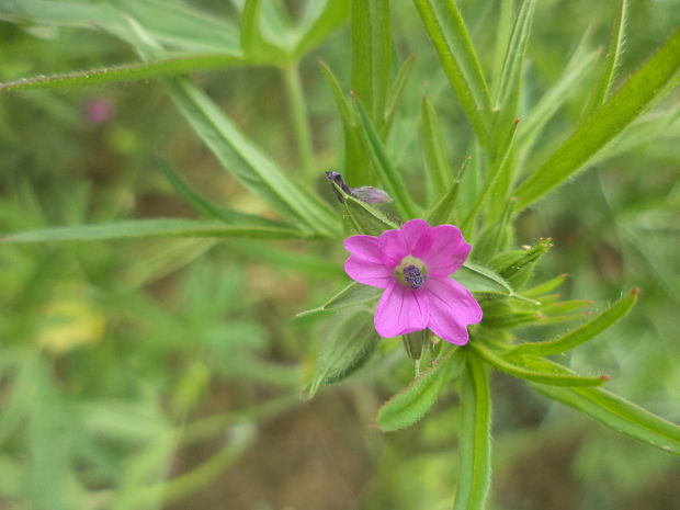 pakost strihaný Geranium dissectum L.