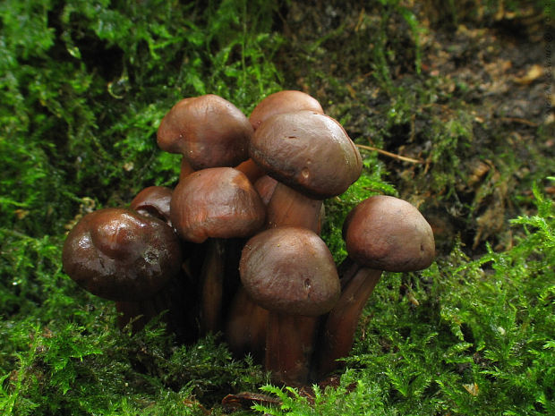 peniazovka vretenovitohlúbiková Gymnopus fusipes (Bull.) Gray