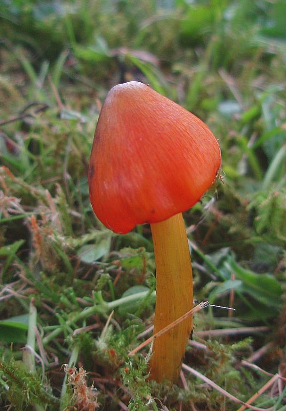 lúčnica kužeľovitá Hygrocybe conica (Schaeff.) P. Kumm.