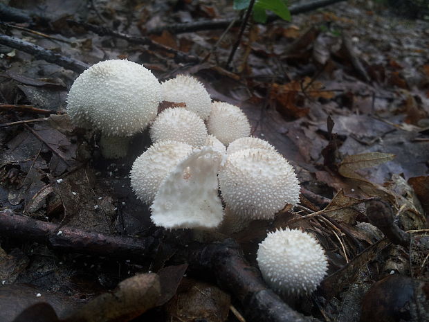 prášnica bradavičnatá Lycoperdon perlatum Pers.