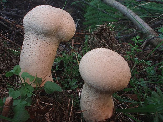 prášnica bradavičnatá Lycoperdon perlatum Pers.