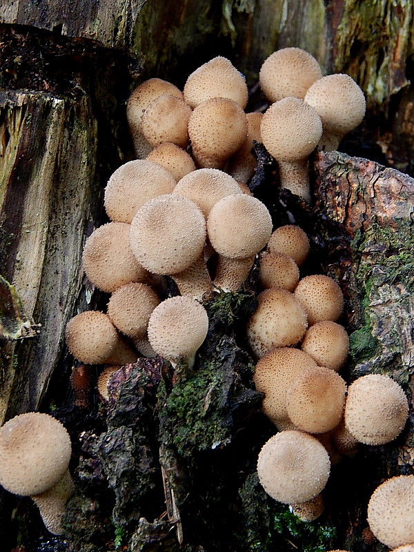 prášnica hruškovitá Lycoperdon pyriforme Schaeff.