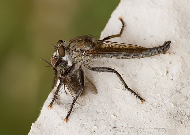 muchárka Machimus setibarbus