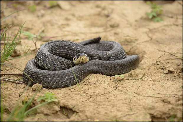 užovka obojková Natrix natrix