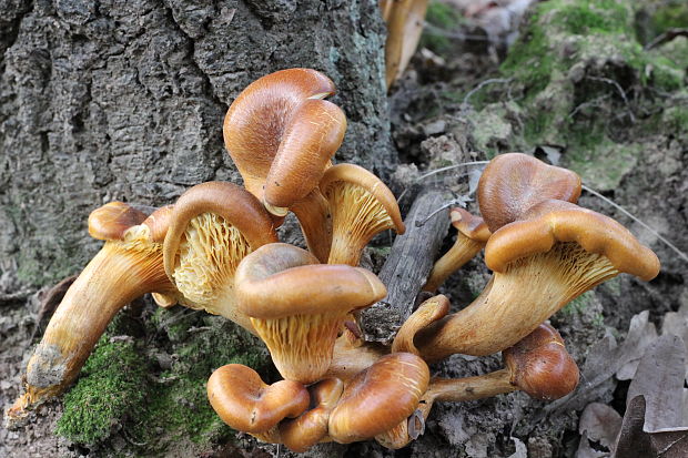 kališník hnedooranžový Omphalotus olearius (DC.) Singer