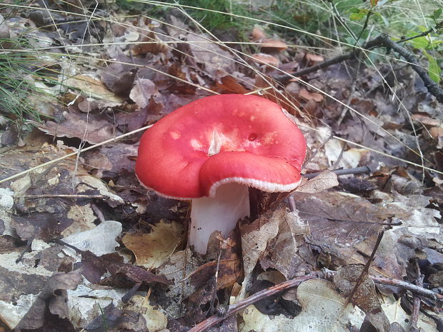 plávka Russula sp.