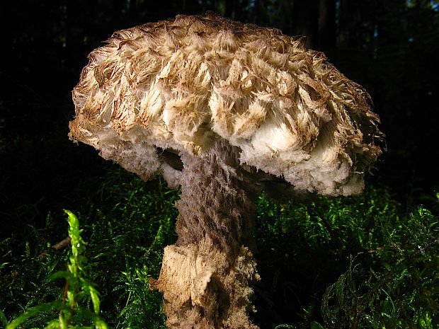 šiškovec šupinatý Strobilomyces strobilaceus (Scop.) Berk.