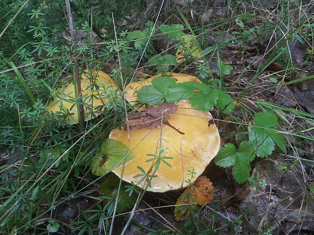 masliak smrekovcový Suillus grevillei (Klotzsch) Singer