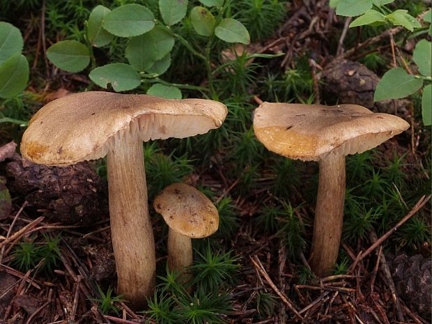 čírovka pestrá Tricholoma fucatum (Fr.) P. Kumm.