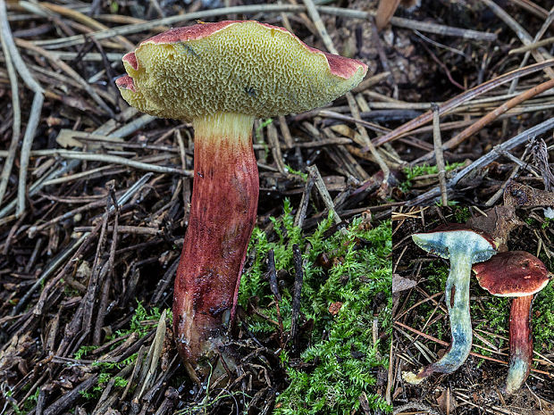 suchohríb Xerocomus sp.