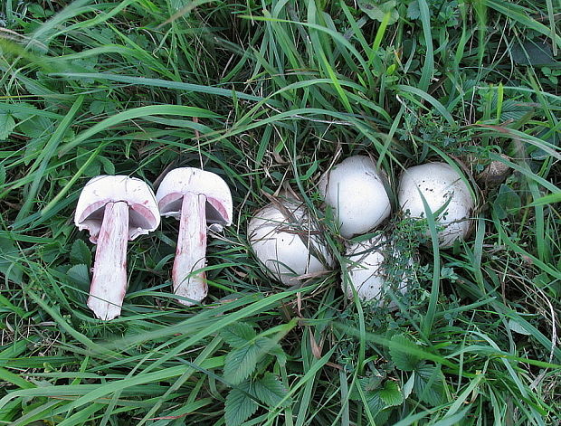 pečiarka poľná Agaricus campestris L.