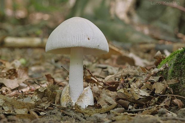 muchotrávka  Amanita