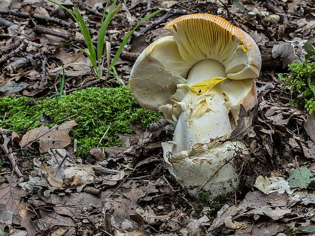 muchotrávka cisárska Amanita caesarea (Scop.) Pers.