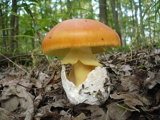 muchotrávka cisárska Amanita caesarea (Scop.) Pers.