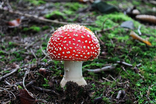 muchotrávka červená Amanita muscaria (L.) Lam.