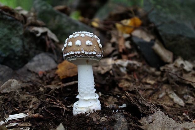 muchotrávka tigrovaná Amanita pantherina (DC.) Krombh.