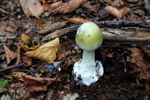 muchotrávka zelená Amanita phalloides (Vaill. ex Fr.) Link