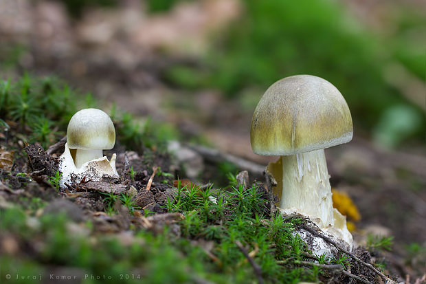 muchotrávka zelená Amanita phalloides (Vaill. ex Fr.) Link