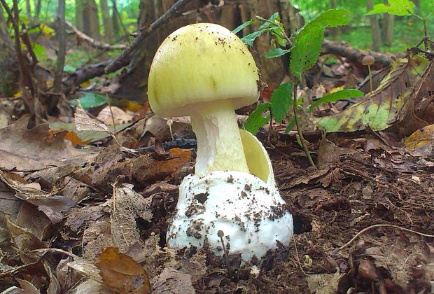 muchotrávka zelená Amanita phalloides (Vaill. ex Fr.) Link