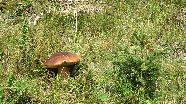 hríb smrekový Boletus edulis Bull.