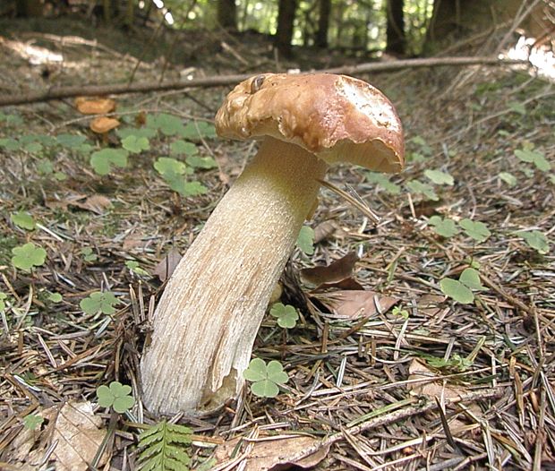 hríb smrekový Boletus edulis Bull.