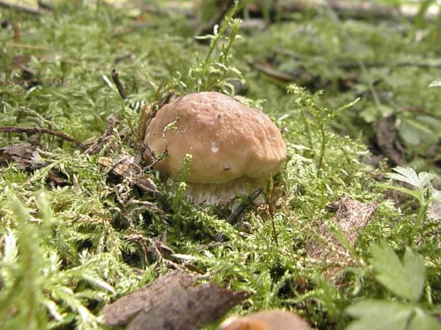 hríb smrekový Boletus edulis Bull.