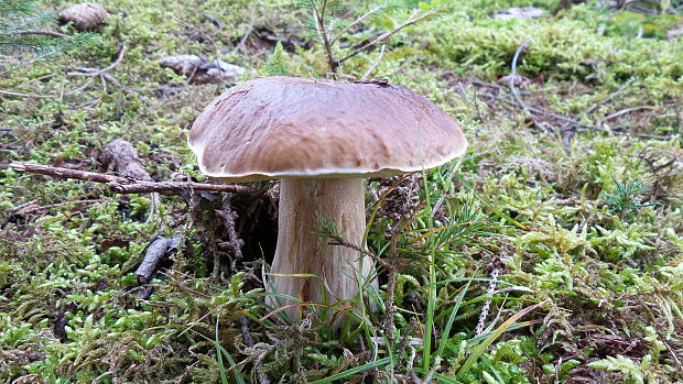 hríb smrekový Boletus edulis Bull.