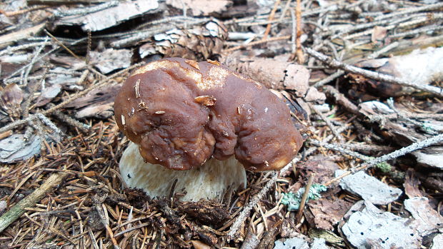 hríb smrekový Boletus edulis Bull.