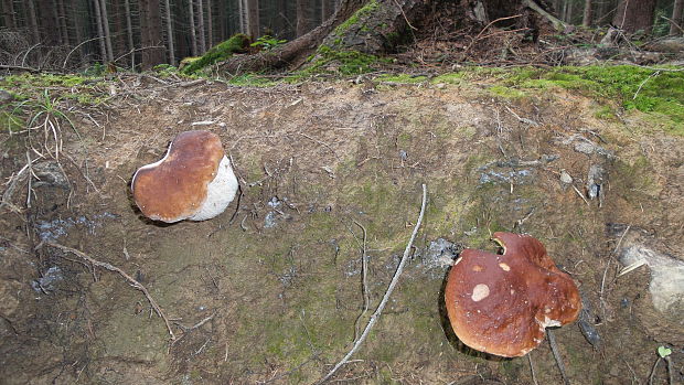 hríb smrekový Boletus edulis Bull.