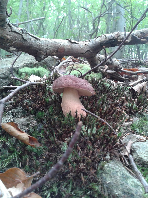 hríb sosnový Boletus pinophilus Pil. et Dermek in Pil.