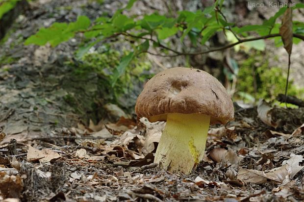 hríb príveskatý Butyriboletus appendiculatus (Schaeff. ex Fr.) Secr.