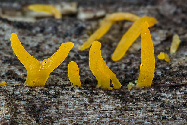 parôžkovec malý Calocera cornea (Fr.) Loud.