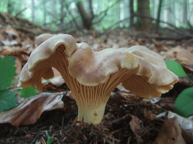 kuriatko jedlé ametystové Cantharellus amethysteus (Quél.) Sacc.