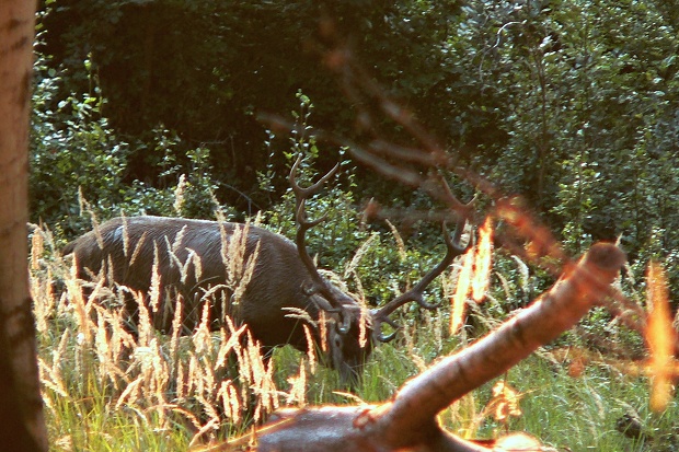 jeleň lesný Cervus elephus L.