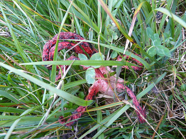 mrežovka kvetovitá Clathrus archeri (Berk.) Dring