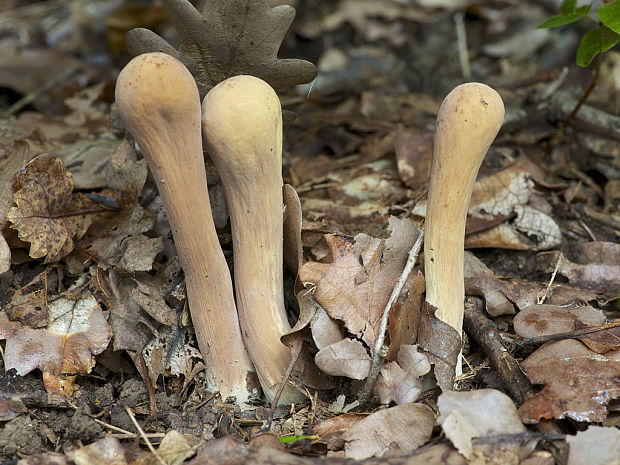 kyjak obrovský Clavariadelphus pistillaris (Fr.) Donk