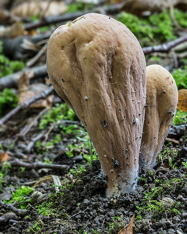 kyjak obrovský Clavariadelphus pistillaris (Fr.) Donk