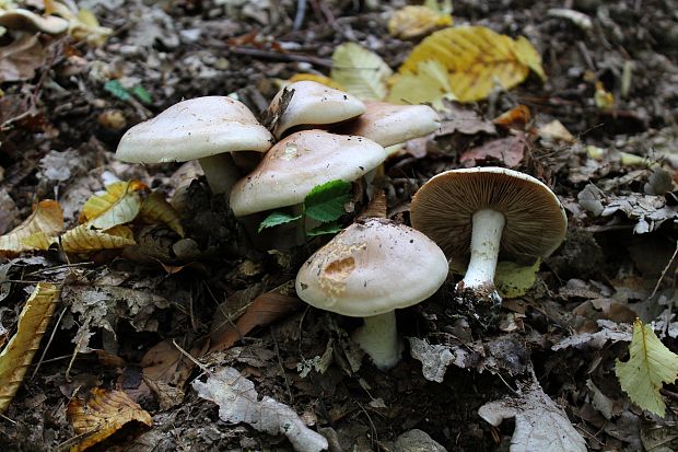 pavučinovec Cortinarius sp.