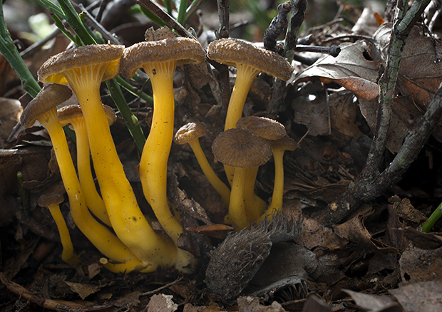 kuriatko lievikovité Craterellus tubaeformis (Fr.) Quél.