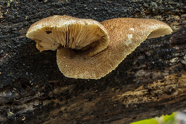 pahliva šafranová Crepidotus crocophyllus (Berk.) Sacc.