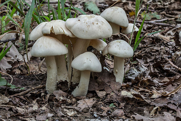 hodvábnica veľká Entoloma sinuatum (Bull.) P. Kumm.