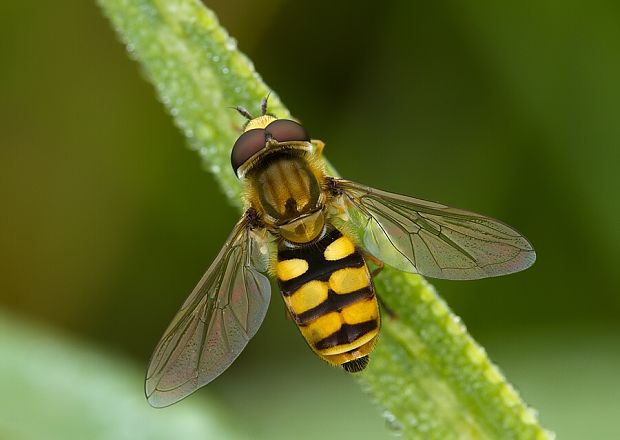 . Eupeodes corollae (Fabricius, 1794)